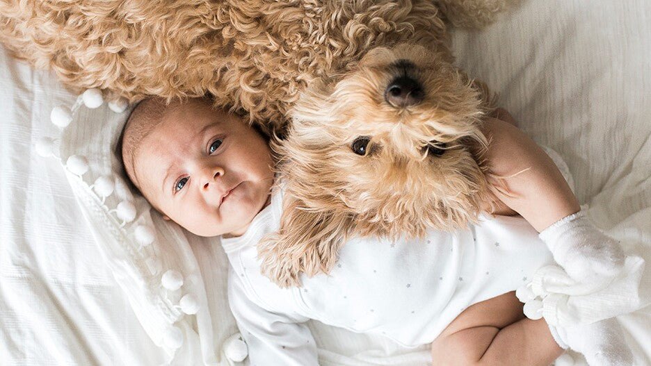 10 Tips for Introducing Your New Baby to Your Dog - Liz and Roo